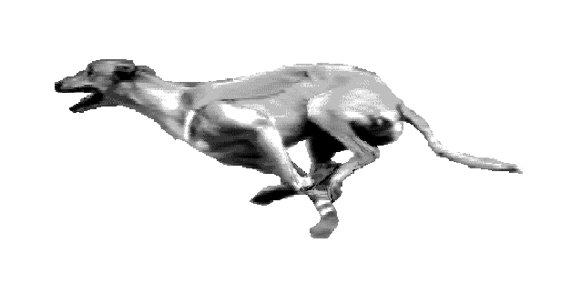 格力犬训练方法,掌握这些点燃速度与激情