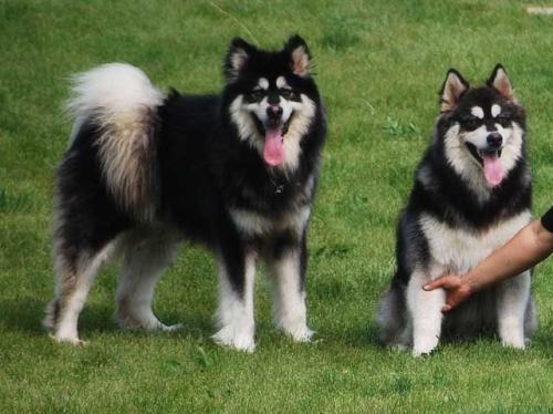 阿拉斯加犬吃什么狗粮好?健康且营养的看过来