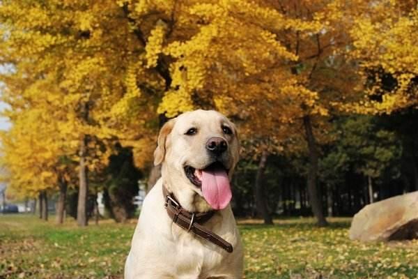 拉布拉多怕冷吗?寒冷对它不可怕