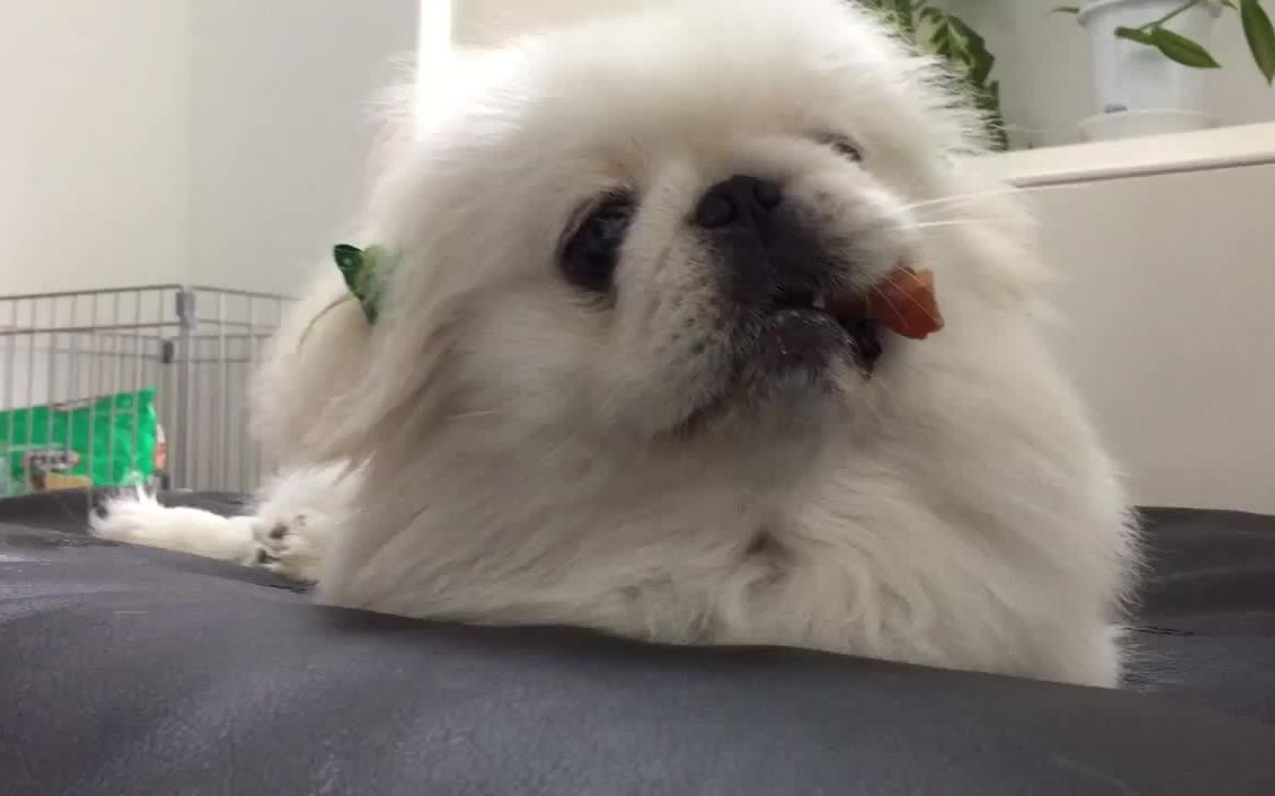 京巴犬怎么训练~你不得不知道的技巧