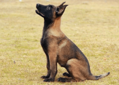 马犬从几个月开始训练,这份马犬训练攻略送给你