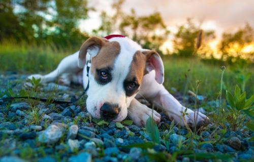 比特犬怎么看纯不纯?分辨比特纯种的方法