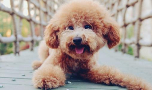 泰迪犬怎样训练？这些训养要点要先知