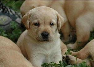 怎么选拉布拉多幼犬?除了精神气还有这些