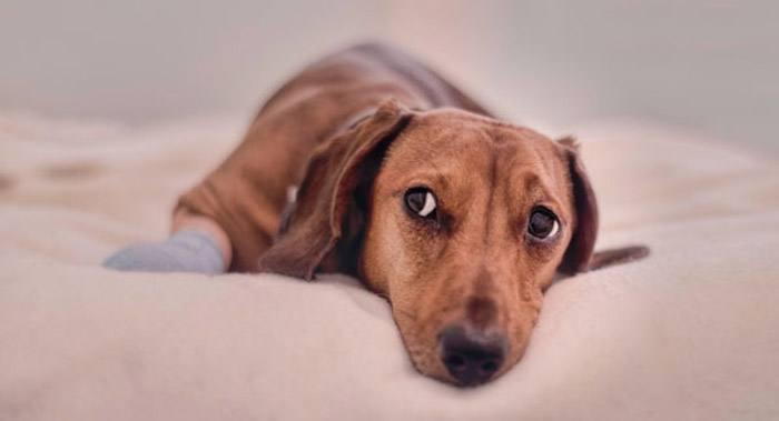 狗瘟的症状有哪些?这些症状要早知