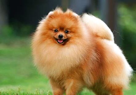 英系博美犬价格,小编带你选购英系博美