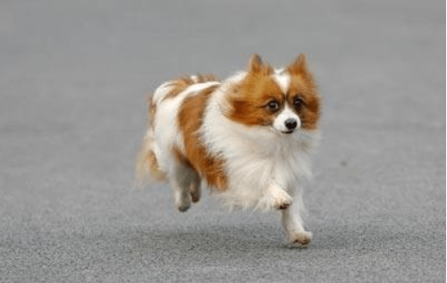 蝴蝶犬必须吃狗粮吗？根据自身的情况可以这样来