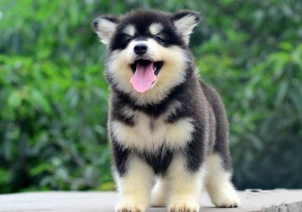 阿拉斯加一般多少钱？跟血统地域平台关系大