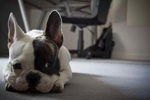 狗能吃哈密瓜吗?吃水果要注意这些问题