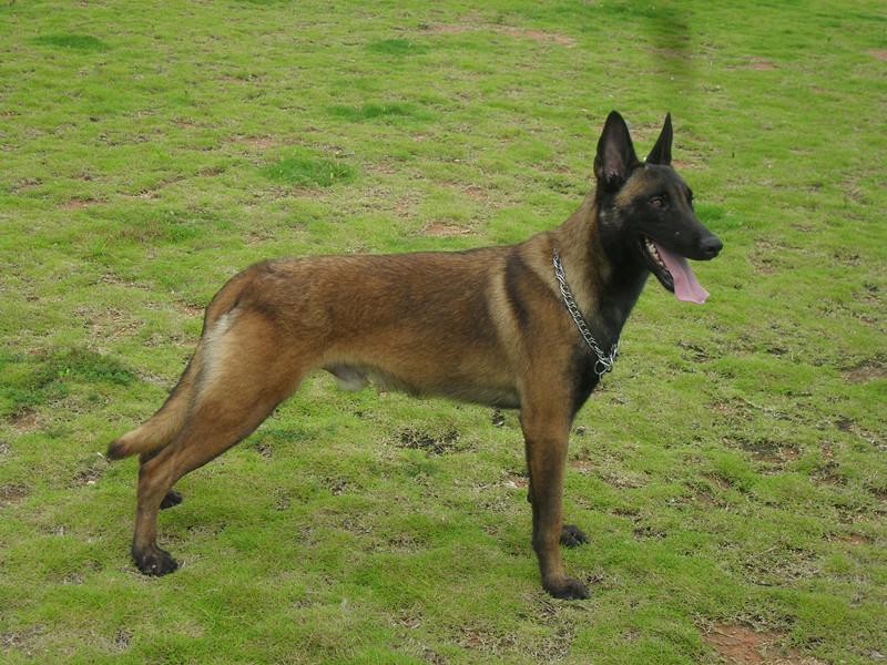 如何训练马犬叫?方法不当怎么努力都是徒劳