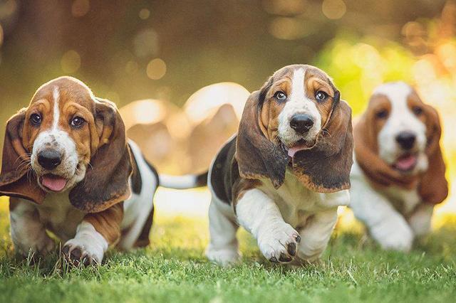 巴吉度犬幼崽多少钱?都是看品相的