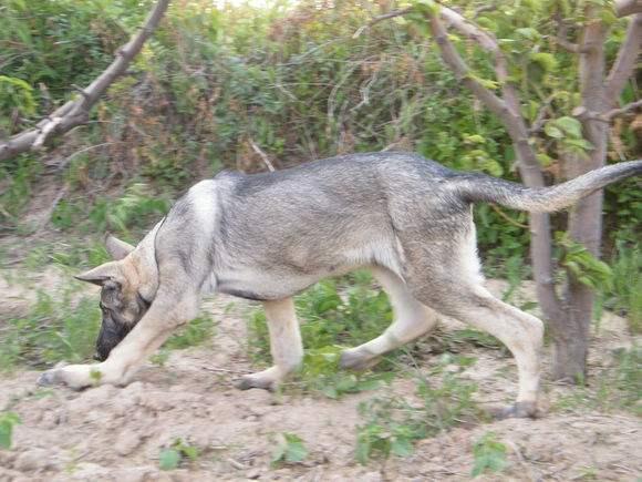 狼青犬怎么训练?听听驯狗师怎么说