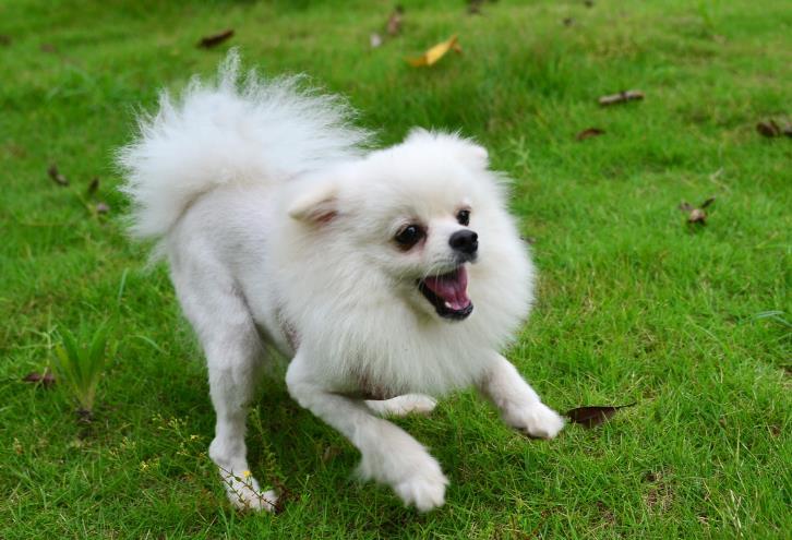 怎么训练博美犬?屡试不爽的妙招