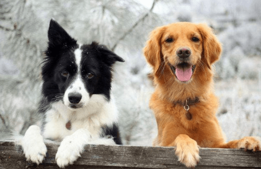 养边境牧羊犬还是金毛好?不这样对比还真难选择