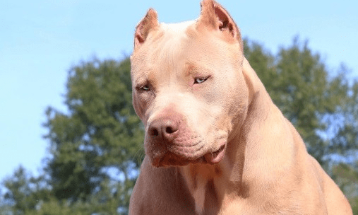 比特犬咬人么?养他的人都是这么说的