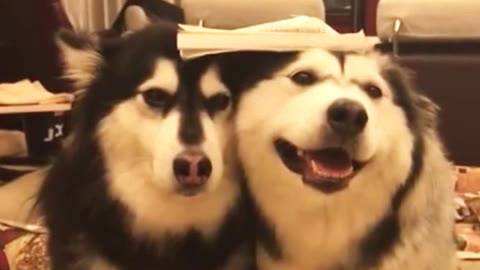 哈士奇性格 戏精的世界