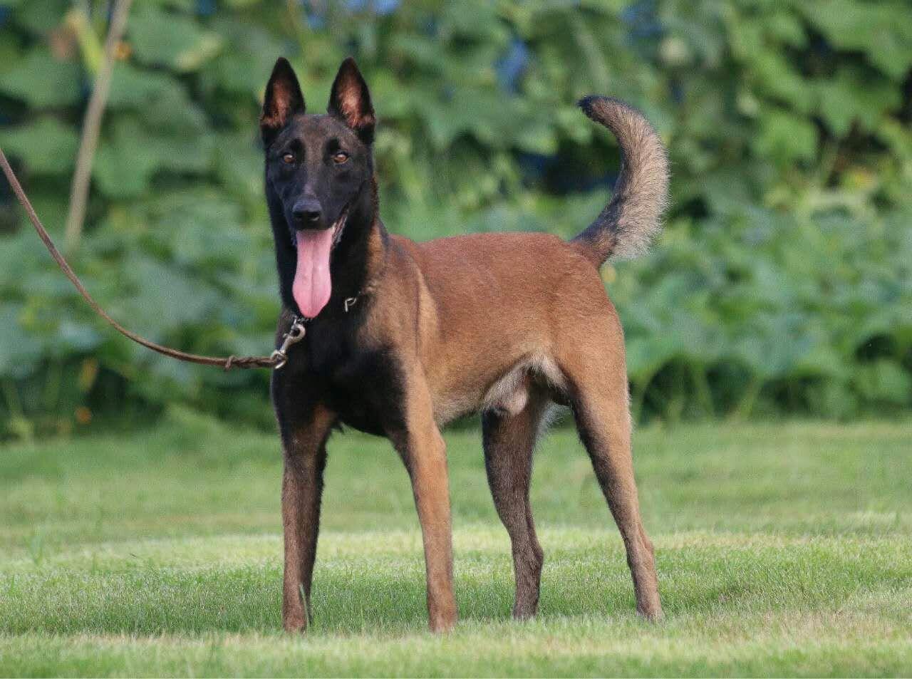 马里努阿犬智商排名  智商不代表一切
