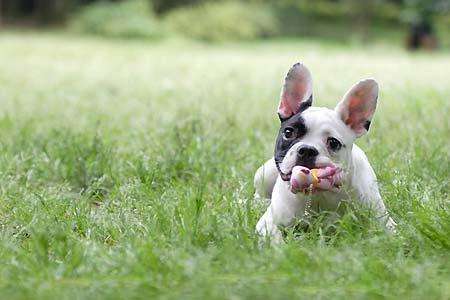 斗牛犬好养吗,需熟知的饮食二三事