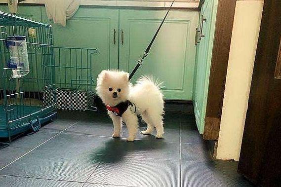 博美流产了怎么办？后续的护理很重要