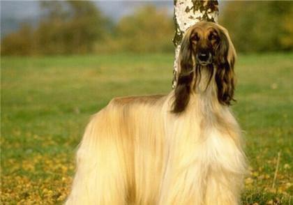 阿富汗猎犬为什么禁养?饲养有风险需谨慎