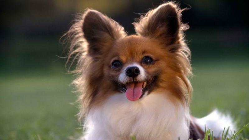 蝴蝶犬好不好养?其实重点在主人