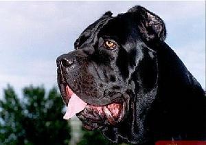 卡斯罗喂什么才强壮？吃出来的都很虚