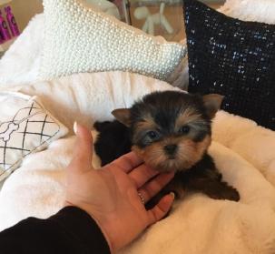 狗能不能吃桃子?把握好份量