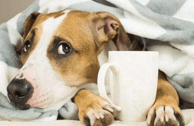 狗狗的真菌怎么治?搞清楚具体的原因