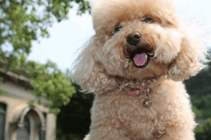 贵宾犬能长多大,如此标准的身材你有吗