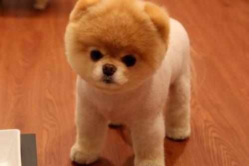 博美喝水要注意事项,喝水的确是有讲究的