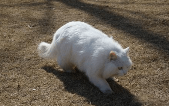 母猫发情症状,表现很明显的有这些