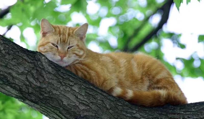猫智商相当于人几岁?不会有想的那么聪明