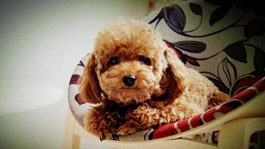 泰迪狗如何训练?一些常用训练方法