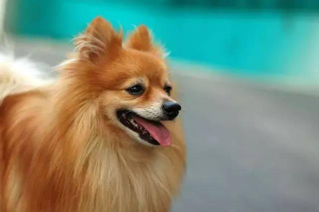 博美犬怀孕后注意事项,这几个方面尤其留意
