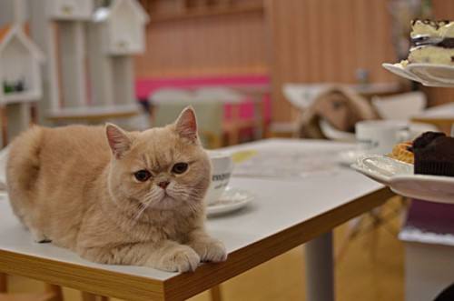 如何为您的宠物选择合适的食物,只需注意这些方面就行了