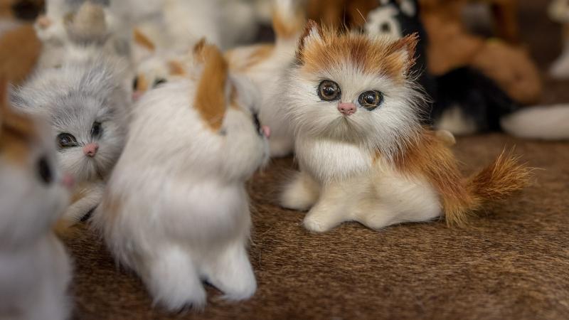 猫为什么吃草?不要觉得奇怪