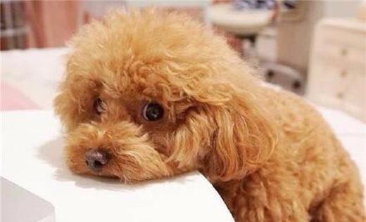 泰迪狗不吃狗粮怎么办?找对原因才好想对策