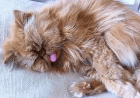 猫藓怎么治疗？主要的治疗手段有这些