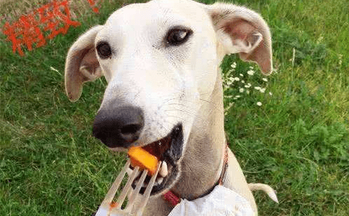 狗狗可以吃红薯吗?宜给不宜多