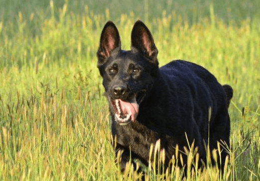 东德牧羊犬有什么缺点,这一点就足以!