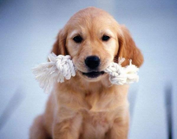 小狗狗拉稀怎么办？先找具体原因再对症治疗