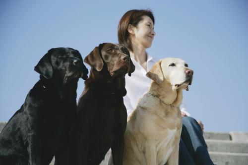 成年拉布拉多喂养方法，重要的就是把握好这些方面