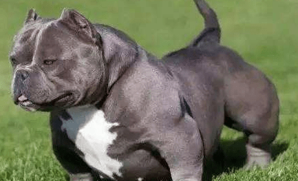 恶霸犬什么颜色贵,它到底是什么“恶霸”