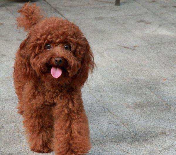 泰迪疫苗怎么打?一份犬类疫苗指导建议可以看看