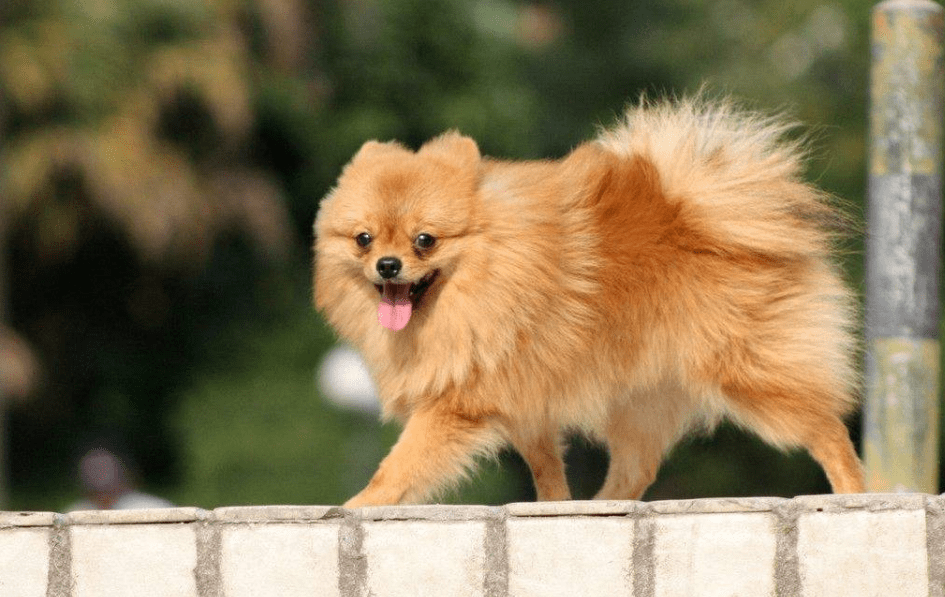 博美犬一次生子能生多少个,来感受伟大的母爱