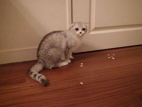 猫呕吐是什么原因，这些原因都会导致呕吐