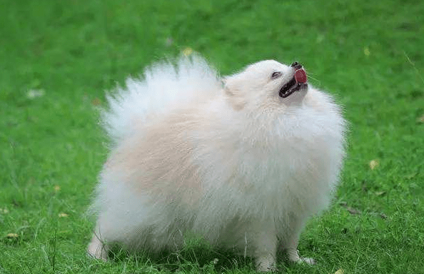 白博美毛怎么越来越黄?真不是一二种原因导致的