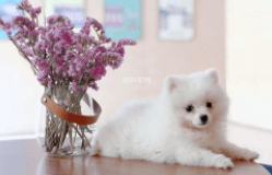 博美犬打疫苗注意事项，主要是下面这几点