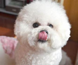 比熊犬训练方法有哪些,训练方式正确很重要