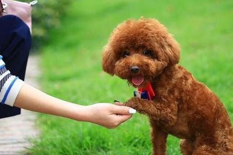 狗狗刚出生怎么喂食?需要特别注意的几个方面